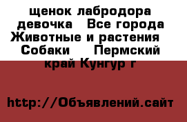 щенок лабродора девочка - Все города Животные и растения » Собаки   . Пермский край,Кунгур г.